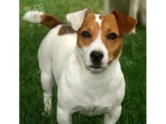 Γερμανικο ποιμενικο καθαροαιμο κουταβακι